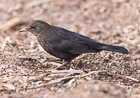 Photo of Amsel