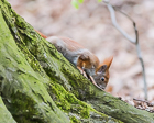 Photo of Eichhörnchen