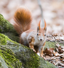 Photo of Eichhörnchen