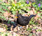 Photo of Amsel